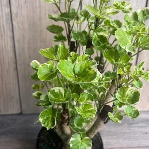 Variegated Balfour Aralia Live Plant - 6 inch Pot Indoor Houseplant - Image 3