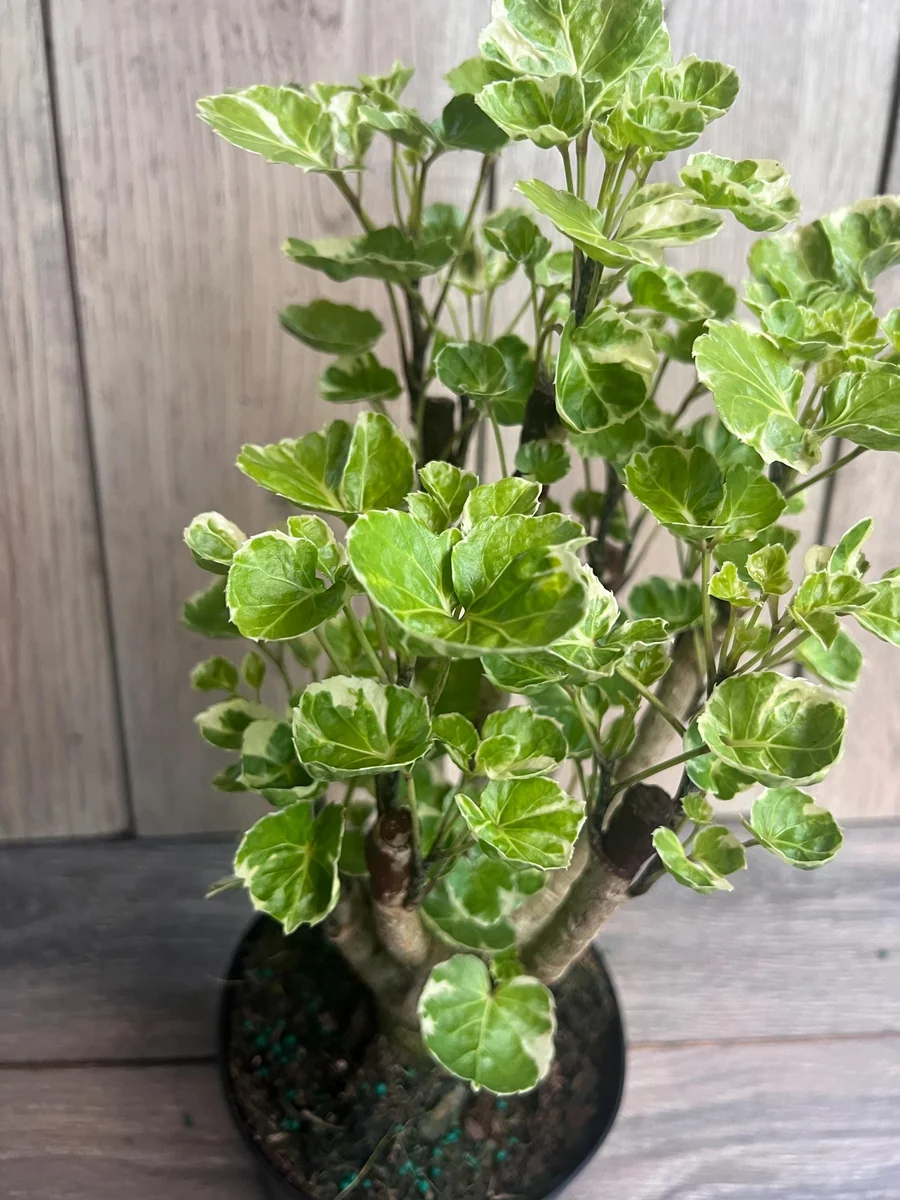 Variegated Balfour Aralia Live Plant - 6 inch Pot Indoor Houseplant - Image 3