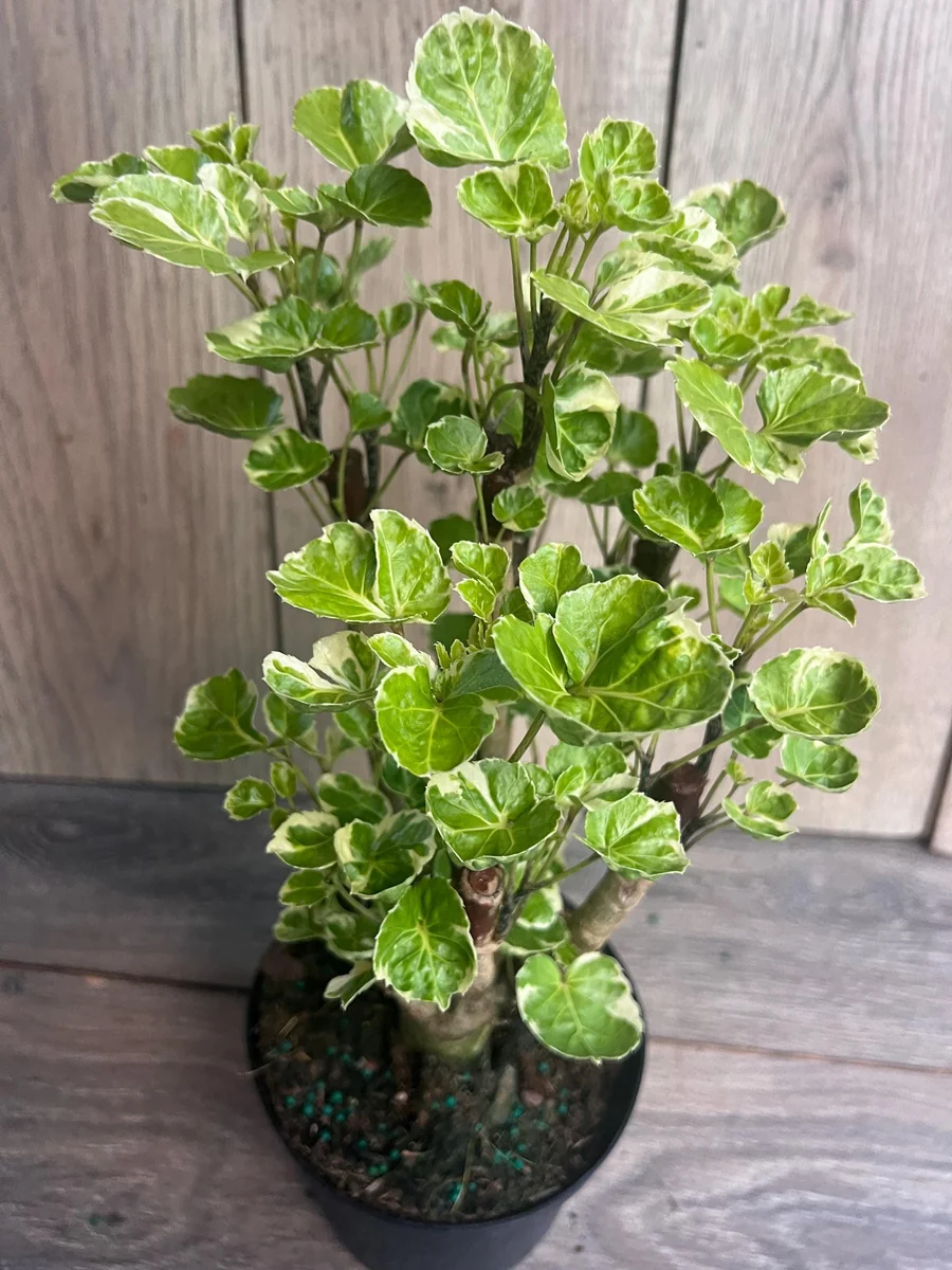 Variegated Balfour Aralia Live Plant - 6 inch Pot Indoor Houseplant - Image 4