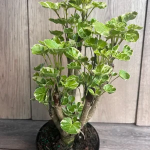Variegated Balfour Aralia Live Plant - 6 inch Pot Indoor Houseplant - Image 5