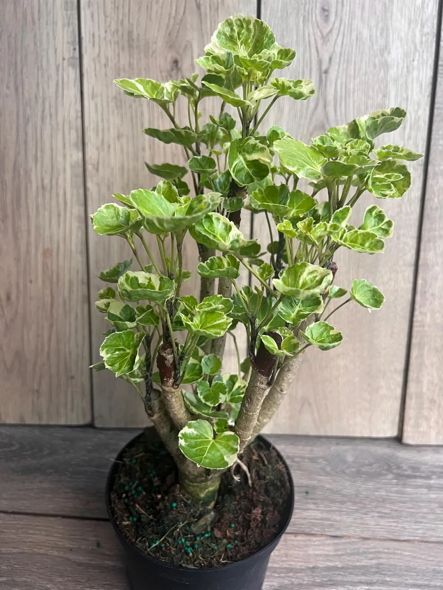 Variegated Balfour Aralia Live Plant - 6 inch Pot Indoor Houseplant - Image 5