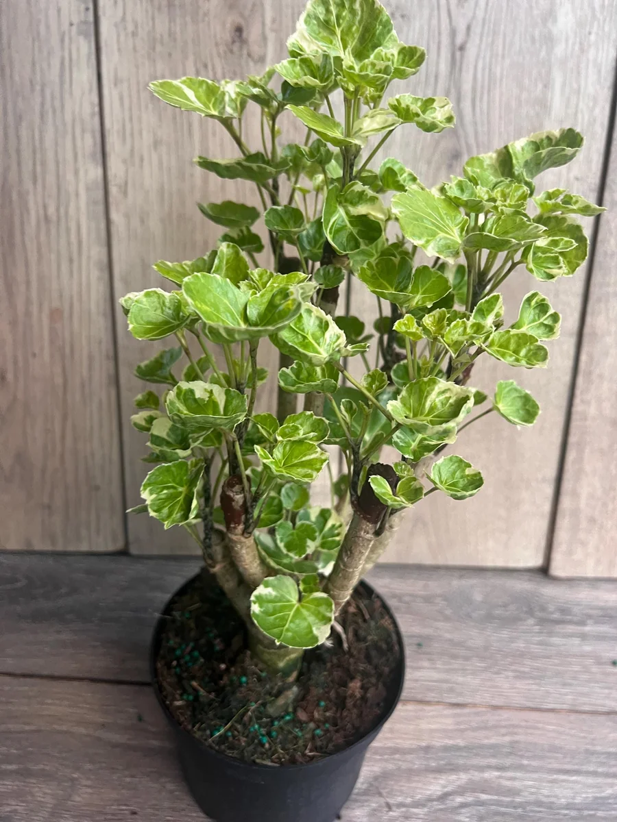 Variegated Balfour Aralia Live Plant - 6 inch Pot Indoor Houseplant - Image 6