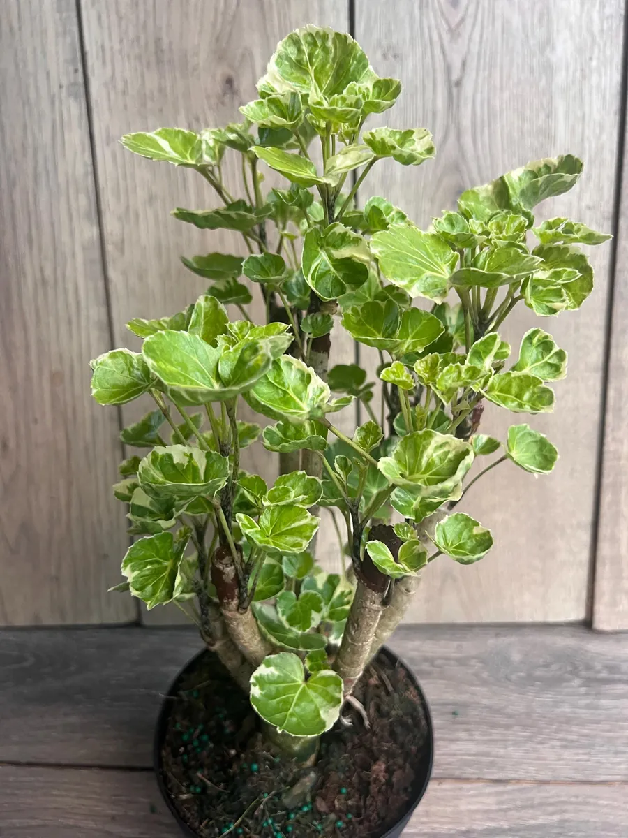 Variegated Balfour Aralia Live Plant - 6 inch Pot Indoor Houseplant - Image 7