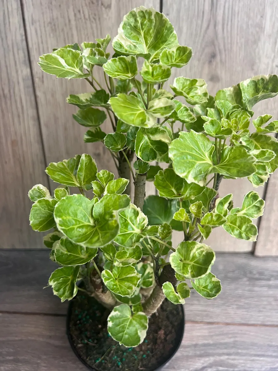 Variegated Balfour Aralia Live Plant - 6 inch Pot Indoor Houseplant - Image 8