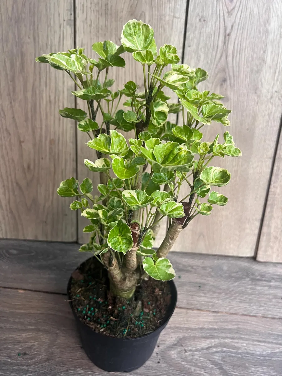 Variegated Balfour Aralia Live Plant - 6 inch Pot Indoor Houseplant - Image 9