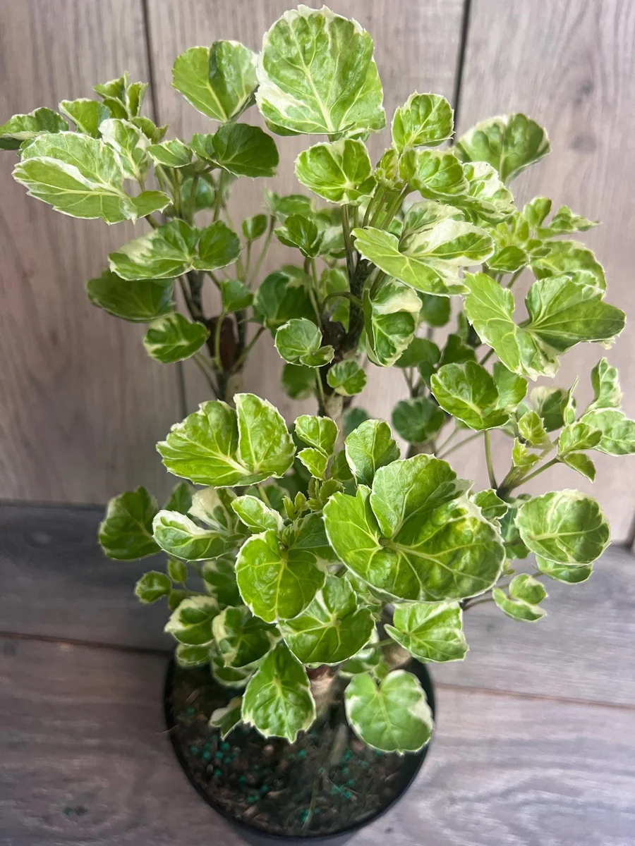 Variegated Balfour Aralia Live Plant - 6 inch Pot Indoor Houseplant - Image 1