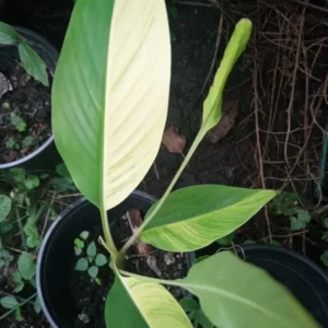 Variegated Banana Tree Live Plant - Yellow & Green Leaves, Tropical, Indoor/Outdoor - Image 1