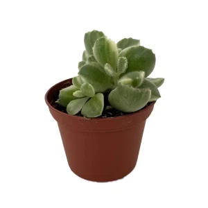 Variegated Bear Paw Succulent Live Plant - Cotyledon Tomentosa - 2.5" Pot - Image 2