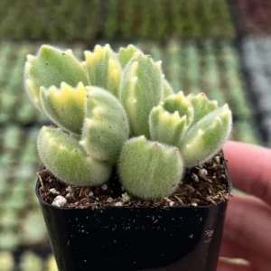 Variegated Bear's Paw Succulent Live Plant - Cotyledon Tomentosa - Potted Houseplant in 2", 4", or 6" Pot - Image 2