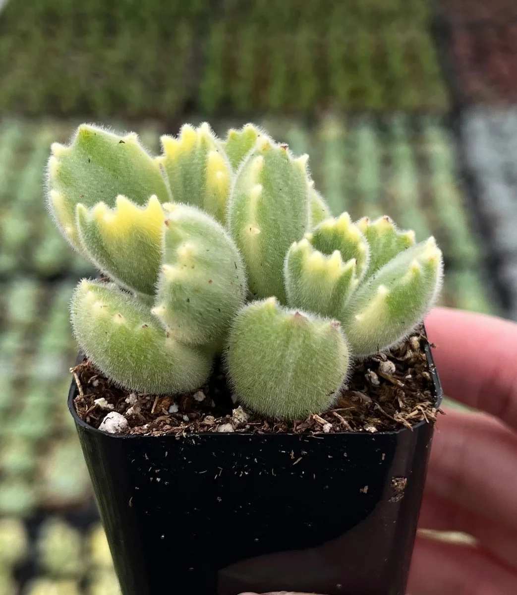 Variegated Bear's Paw Succulent Live Plant - Cotyledon Tomentosa - Potted Houseplant in 2", 4", or 6" Pot - Image 2