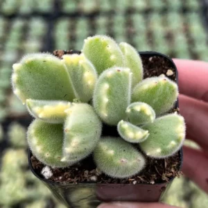 Variegated Bear's Paw Succulent Live Plant - Cotyledon Tomentosa - Potted Houseplant in 2