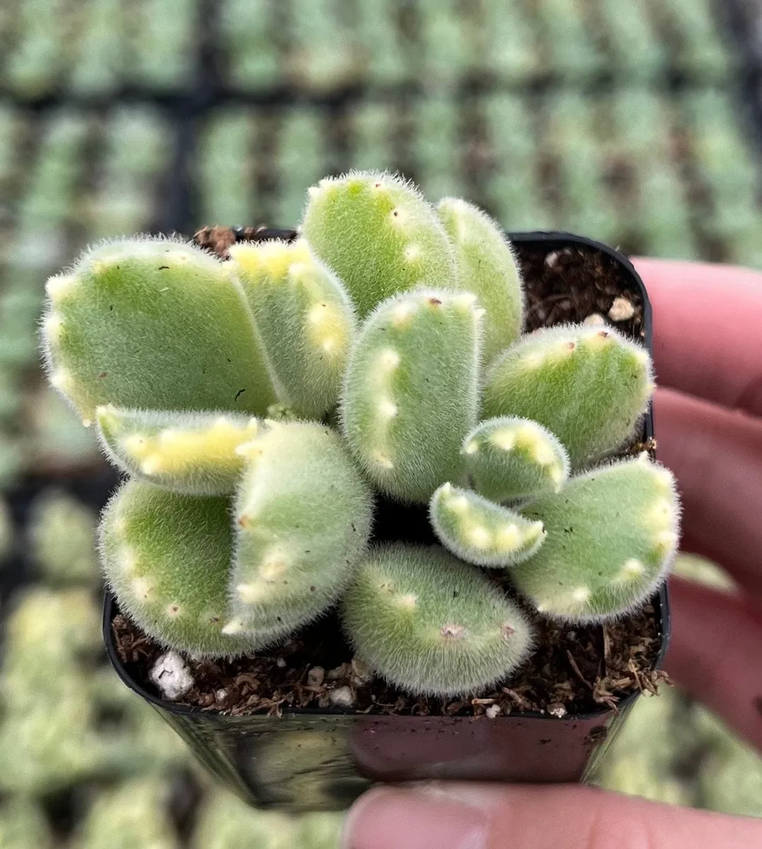 Variegated Bear's Paw Succulent Live Plant - Cotyledon Tomentosa - Potted Houseplant in 2", 4", or 6" Pot - Image 3