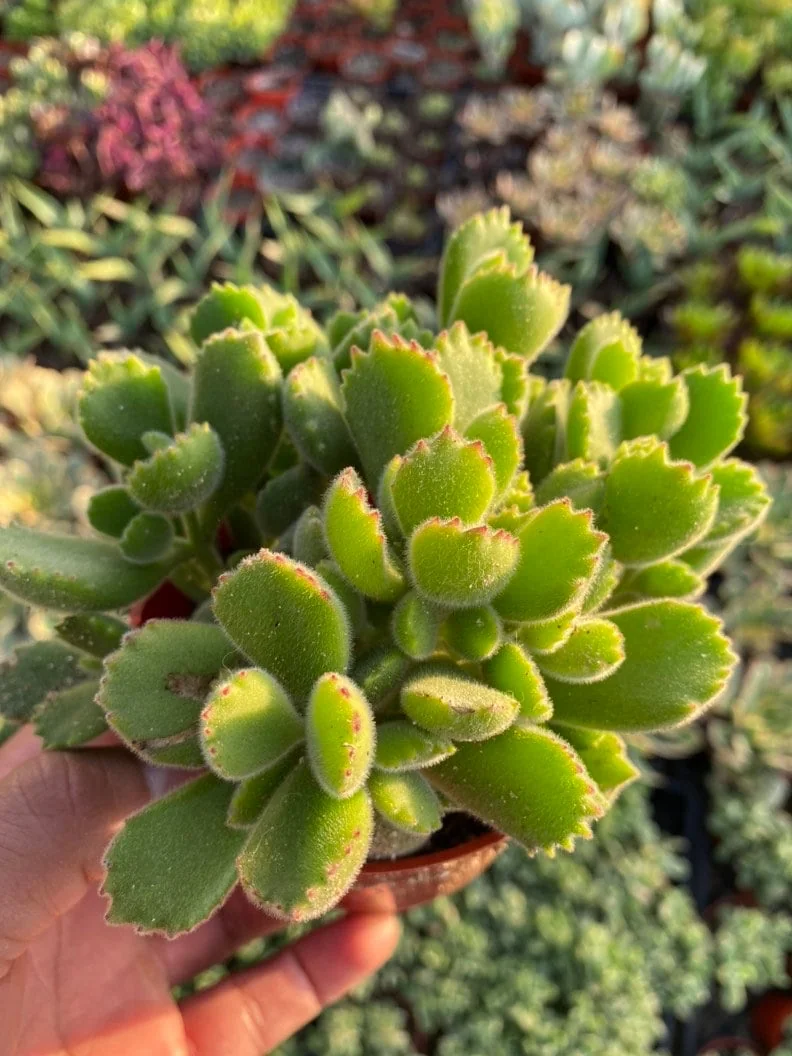 Variegated Bear's Paw Succulent Live Plant - Cotyledon Tomentosa - Potted Houseplant in 2", 4", or 6" Pot - Image 4