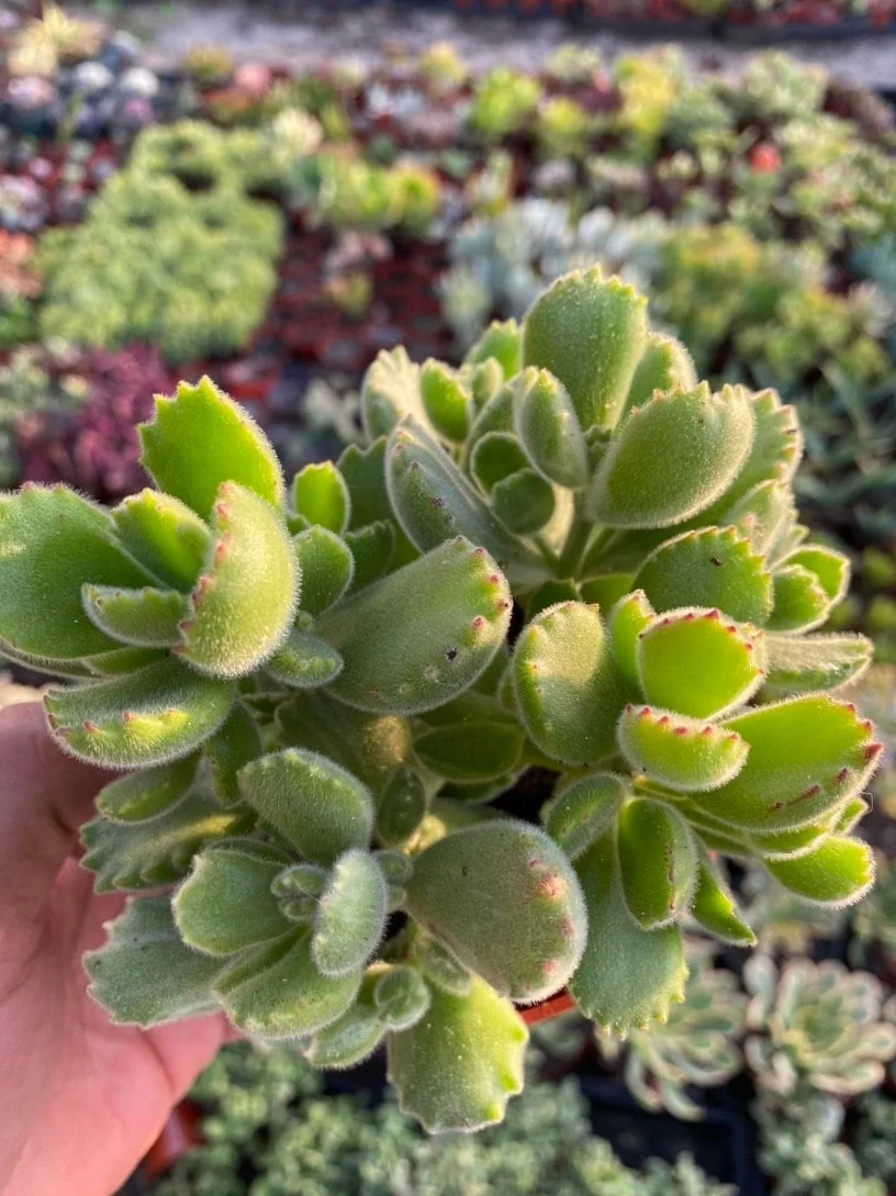 Variegated Bear's Paw Succulent Live Plant - Cotyledon Tomentosa - Potted Houseplant in 2", 4", or 6" Pot - Image 5