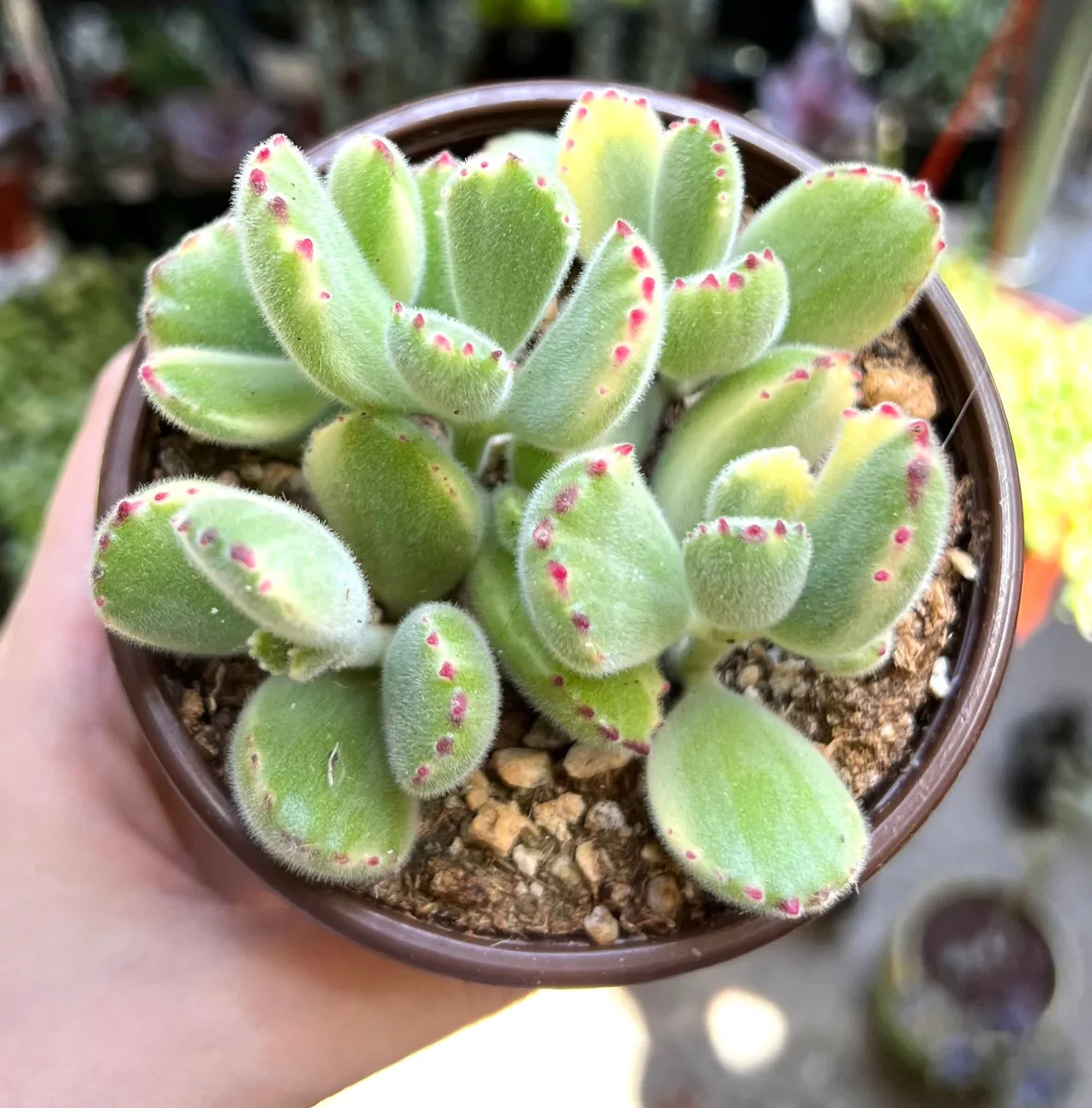 Variegated Bear's Paw Succulent Live Plant - Cotyledon Tomentosa - Potted Houseplant in 2", 4", or 6" Pot - Image 6