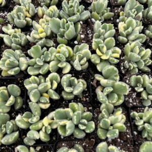 Variegated Bear's Paw Succulent Live Plant - Cotyledon Tomentosa - Potted Houseplant in 2
