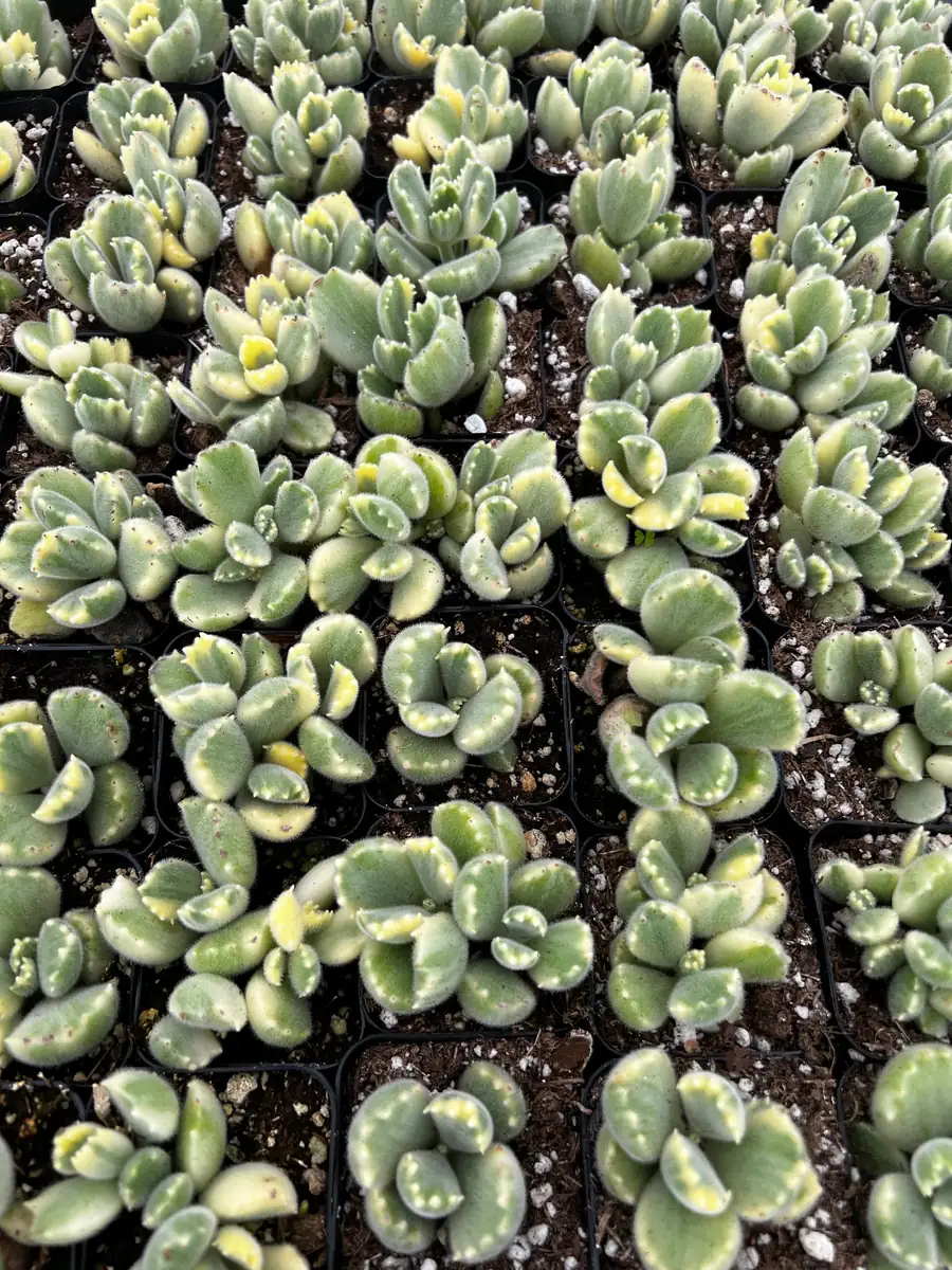 Variegated Bear's Paw Succulent Live Plant - Cotyledon Tomentosa - Potted Houseplant in 2", 4", or 6" Pot - Image 7