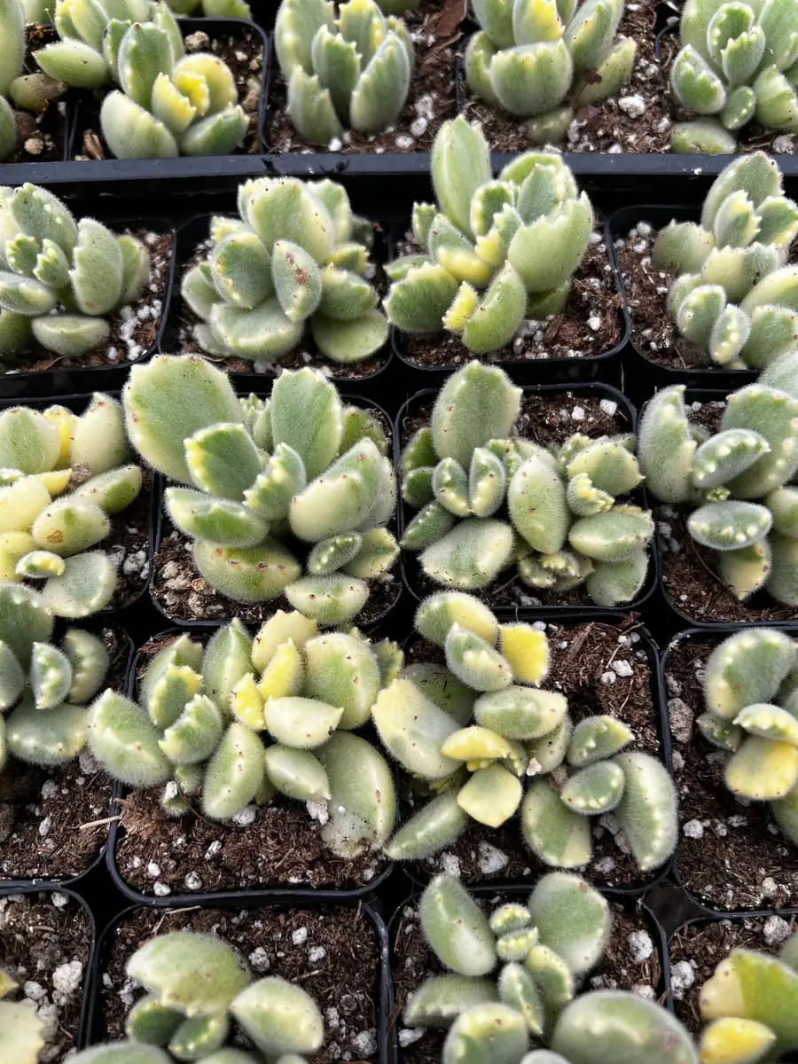 Variegated Bear's Paw Succulent Live Plant - Cotyledon Tomentosa - Potted Houseplant in 2", 4", or 6" Pot - Image 8