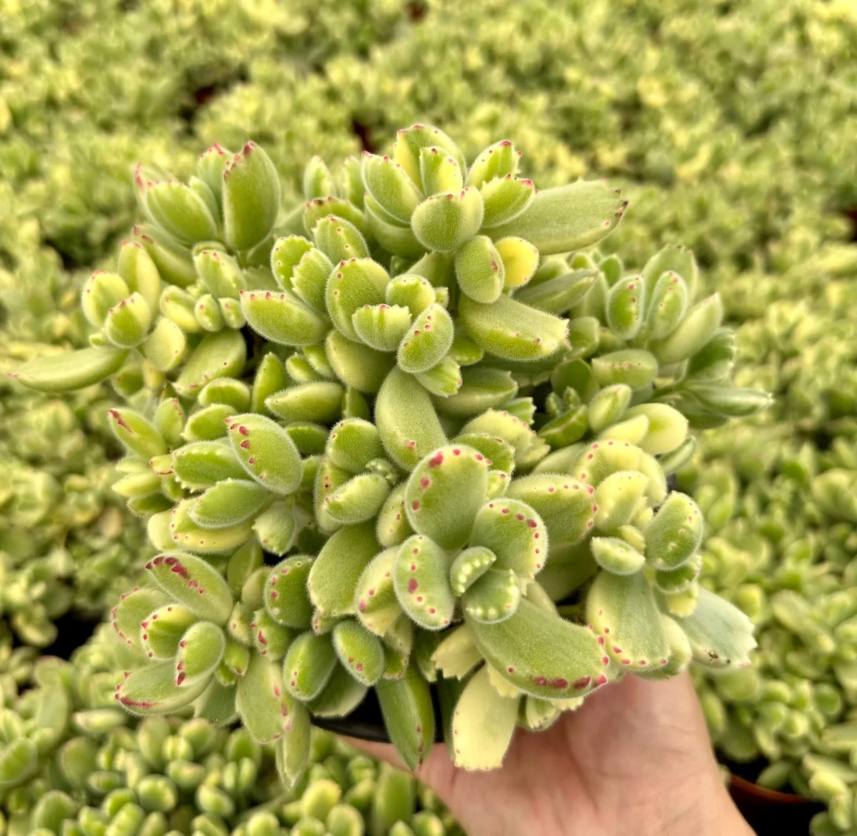 Variegated Bear's Paw Succulent Live Plant - Cotyledon Tomentosa - Potted Houseplant in 2", 4", or 6" Pot - Image 1