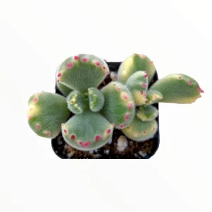 Variegated Bear's Paw Succulent Plant - Cotyledon tomentosa Live Plant - Image 2