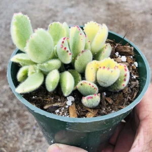 Variegated Bear's Paw Succulent Plant - Cotyledon tomentosa Live Plant - Image 3