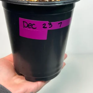 Variegated Burle Marx Philodendron Live Plant - Collector's Aroid Houseplant - Image 4