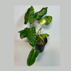 Variegated Burle Marx Philodendron Live Plant - Indoor & Outdoor Tropical Aroid - Image 1