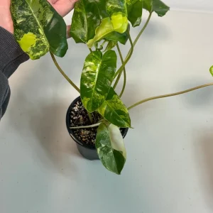 Variegated Burle Marx Philodendron Live Plant - Indoor & Outdoor Tropical Houseplant - Image 2