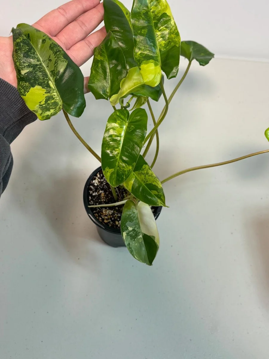 Variegated Burle Marx Philodendron Live Plant - Indoor & Outdoor Tropical Houseplant - Image 2