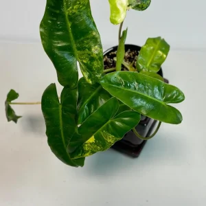 Variegated Burle Marx Philodendron Live Plant - Indoor & Outdoor Tropical Aroid - Image 3
