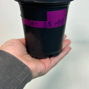 Variegated Burle Marx Philodendron Live Plant - Indoor & Outdoor Tropical Houseplant - Image 3