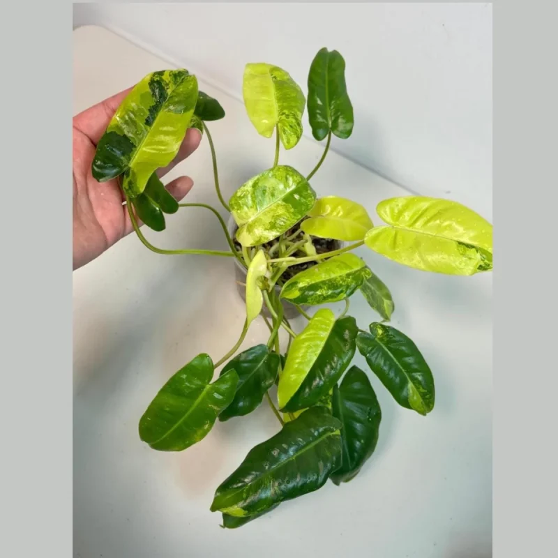 mister plant Plant Mister Crystal