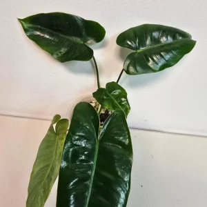 Variegated Burle Marx Philodendron Live Plant - Rare Tropical Houseplant - Image 3