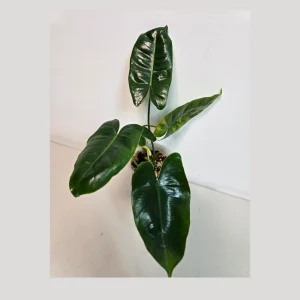 Variegated Burle Marx Philodendron Live Plant - Rare Tropical Houseplant - Image 1