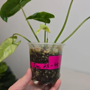 Variegated Burle Marx Philodendron Live Plant - Rare Tropical Houseplant - Image 5