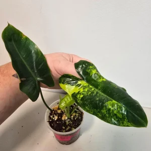 Variegated Burle Marx Philodendron Live Plant - Tropical Houseplant - Image 1