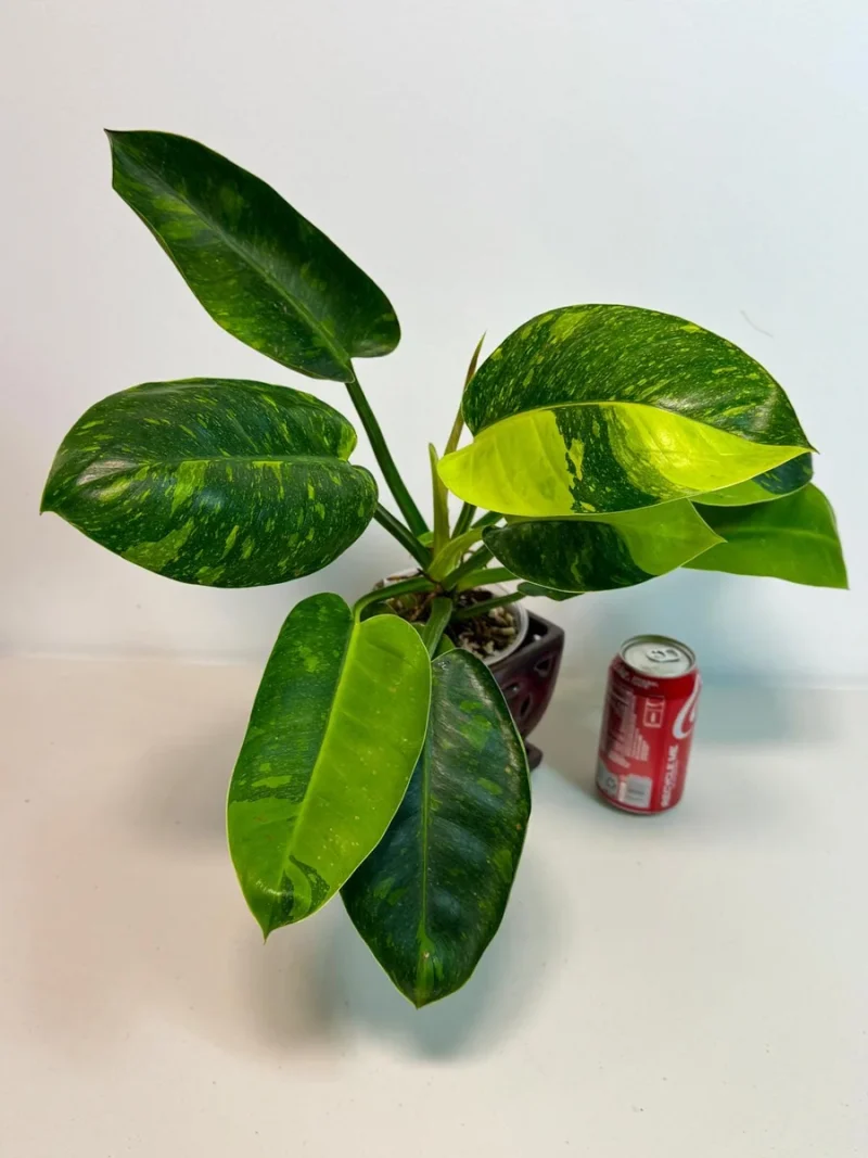 Philodendron 'Burle Marx' Variegata (Grower's Choice)