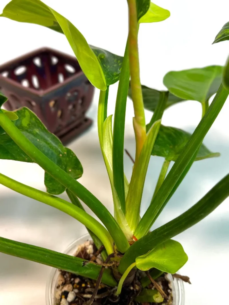 faux peace lily Potted Faux Peace Lily 70cm