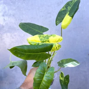 Variegated Burle Marx Philodendron - Live Tropical Potted Houseplant Indoor/Outdoor - Image 4