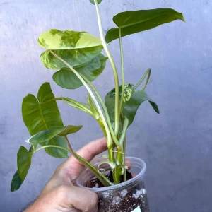Variegated Burle Marx Philodendron - Live Tropical Potted Houseplant Indoor/Outdoor - Image 5