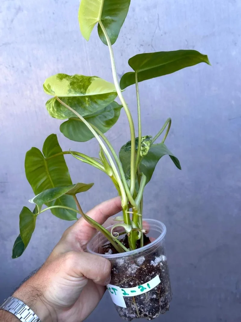 buy large snake plant Sansevieria zeylanica – The Victorian Atlanta