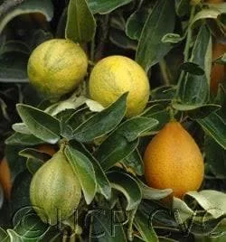 Variegated Centennial Kumquat Live Plant – 1 Gallon – 1-2 Feet Tall - Image 2