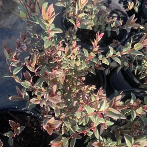 Variegated Chilean Guava Live Plant - Ugni Molinae 'Flambeau' - 1 Gallon Pot - Image 2