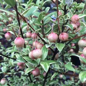 Variegated Chilean Guava Live Plant - Ugni Molinae 'Flambeau' - 1 Gallon Pot - Image 4