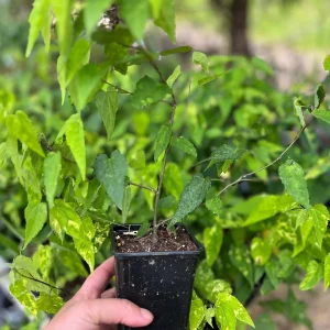 Variegated Chinese Lantern Abutilon Live Plant – Flowering Maple – 3.25 inch Pot – Indoor/Outdoor - Image 10