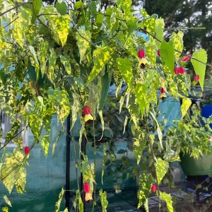 Variegated Chinese Lantern Abutilon Live Plant – Flowering Maple – 3.25 inch Pot – Indoor/Outdoor - Image 1
