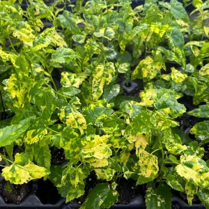 Variegated Chinese Lantern Abutilon Live Plant – Flowering Maple – 3.25 inch Pot – Indoor/Outdoor - Image 6