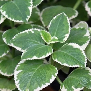 Variegated Cuban Oregano Live Plant - 4 Inch Pot, Edible Herb, Easy Care - Image 2