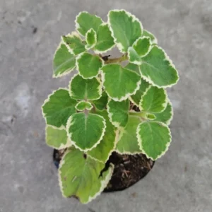 Variegated Cuban Oregano Live Plant - 4 Inch Pot, Edible Herb, Easy Care - Image 4
