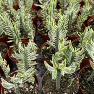 Variegated Devil's Backbone Live Plant – 3 inch Pot – Indoor/Outdoor Succulent - Image 2